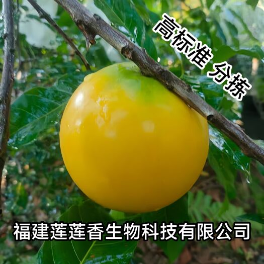 漳州黄晶果
