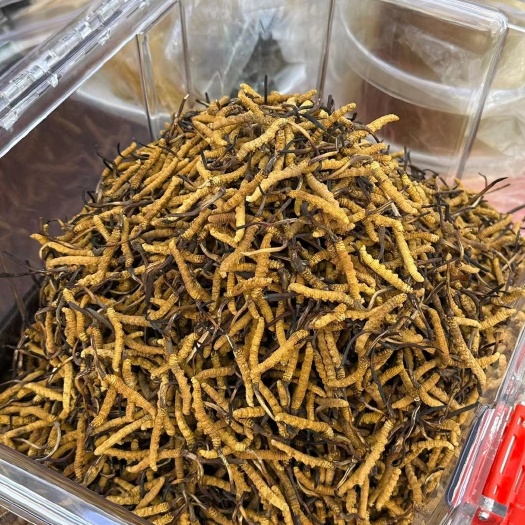 杭州冬虫夏草1500条