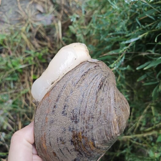 洪湖市蚌，白肉园蚌当天捕捞保证鲜活