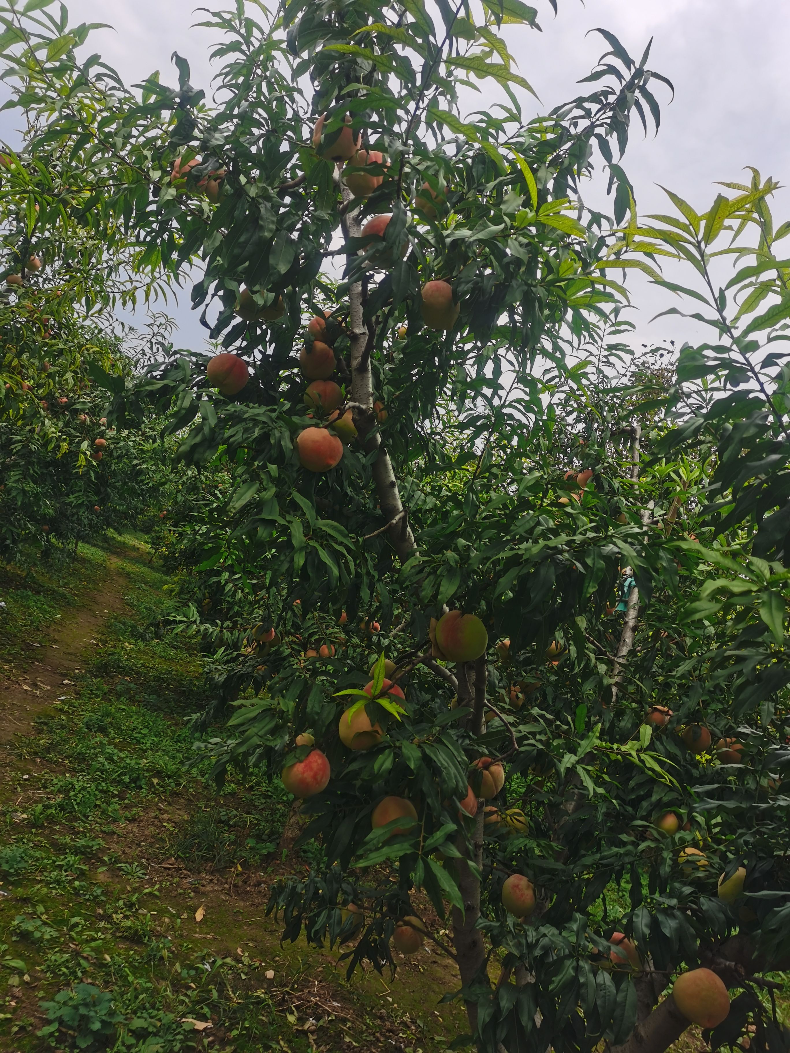 批发零售中华寿桃，自家果园，山区种植，口感脆甜！