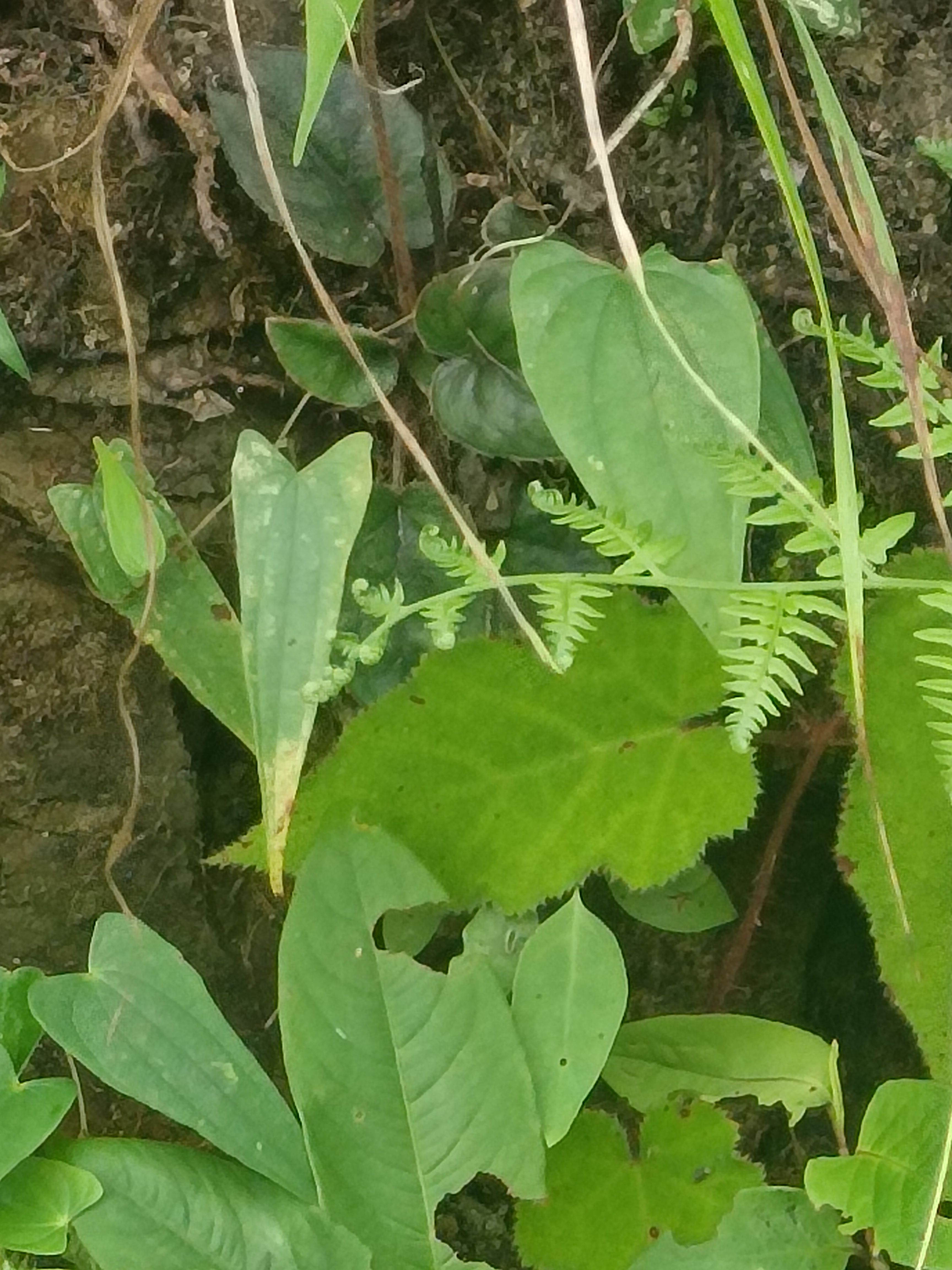 兔耳风，兔耳草晒干保证新货有需要随时联系长期合作