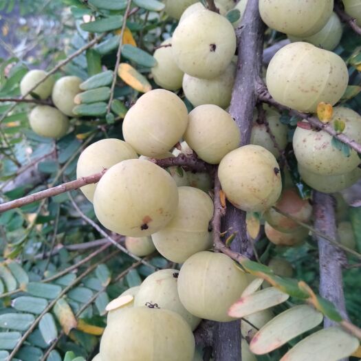 平南县广西平南县大玉余甘果