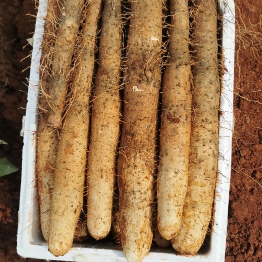 陽(yáng)朔縣淮山藥