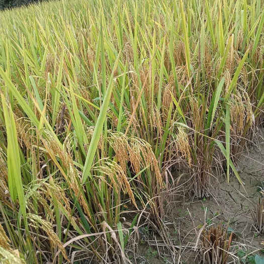 贵州高山水稻大米谷子一年一季的水稻自然晒干