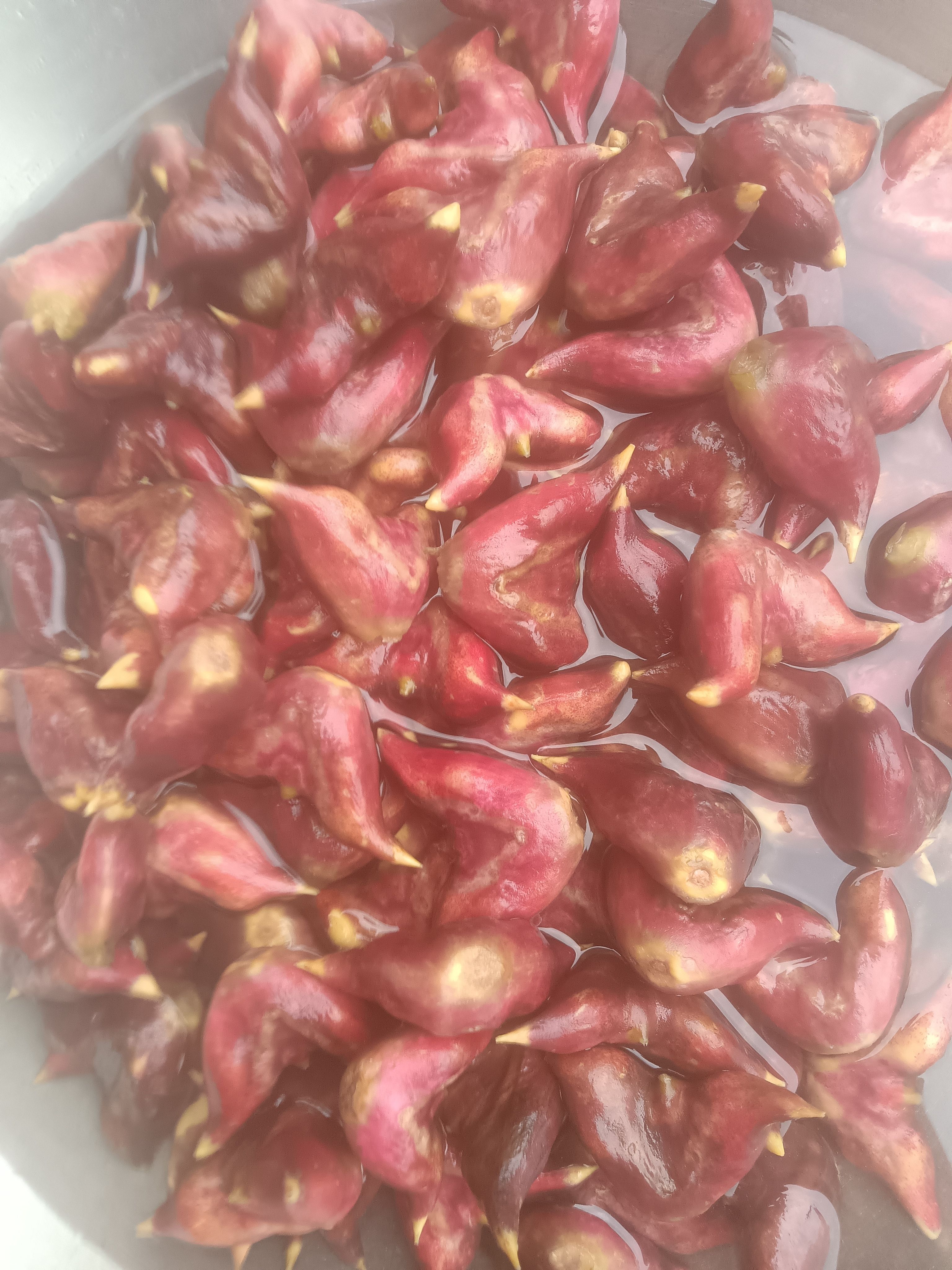 涟水县菱角