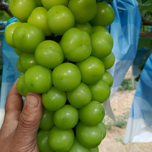 新沂市阳光玫瑰葡萄