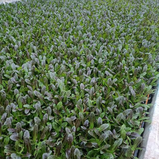 通海县紫叶莴笋苗