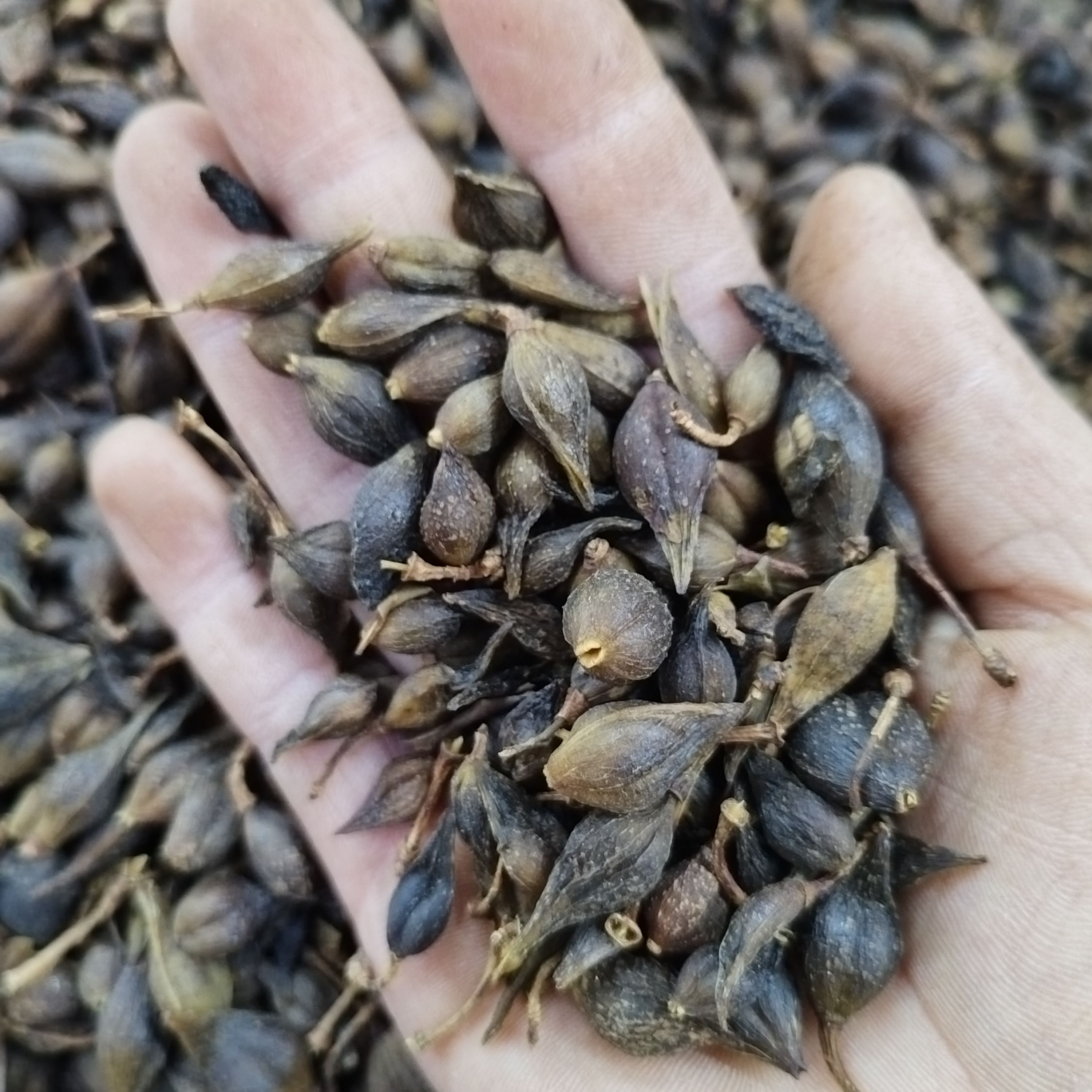 优选中药材新连翘选货黄连翘青连翘，别名
黄花杆，黄寿丹