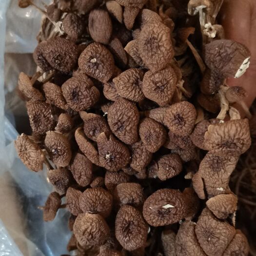腾冲市茶树菇