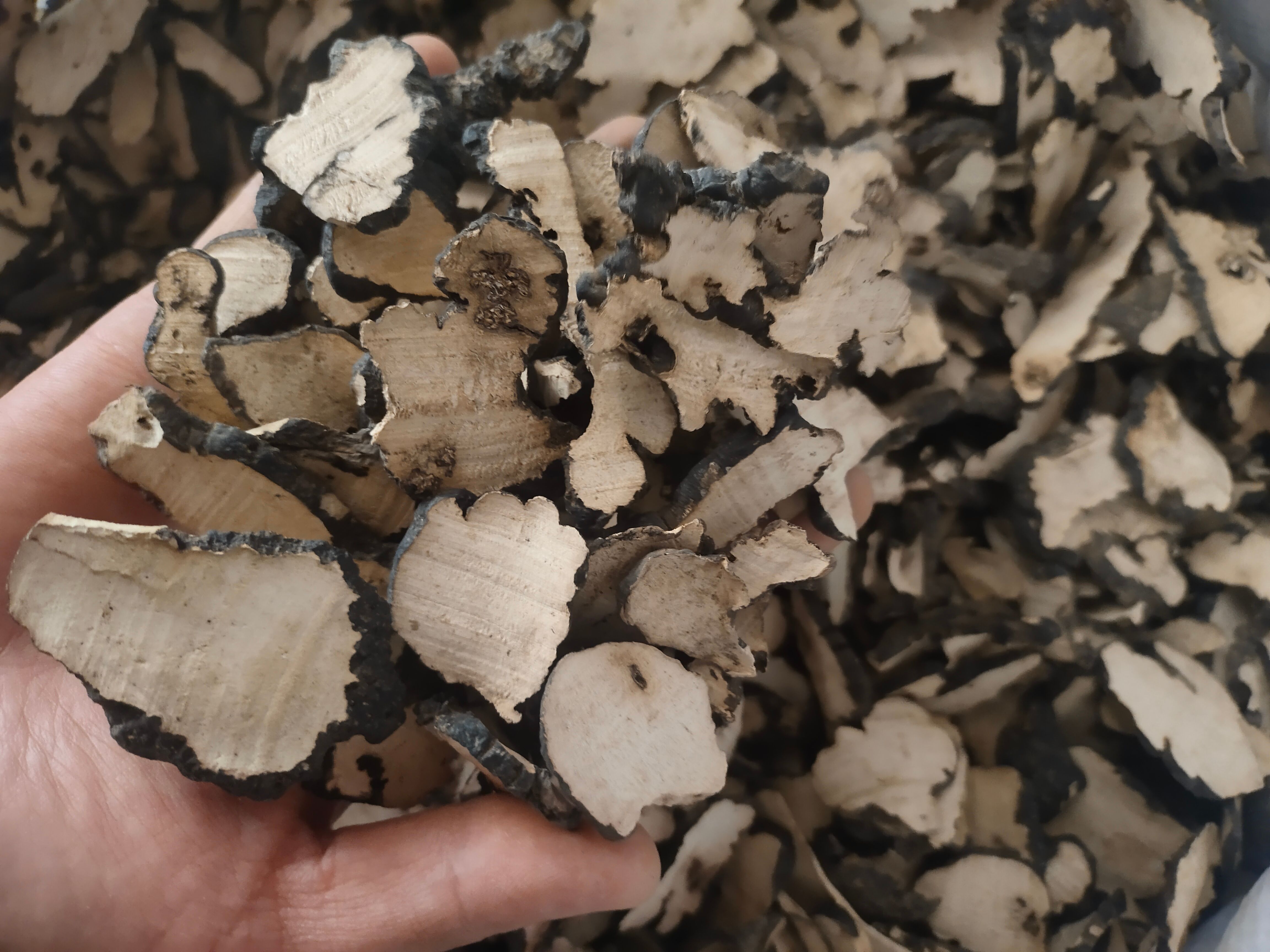 猪苓片 供应正品猪苓 中药材品质保障 手选猪苓片