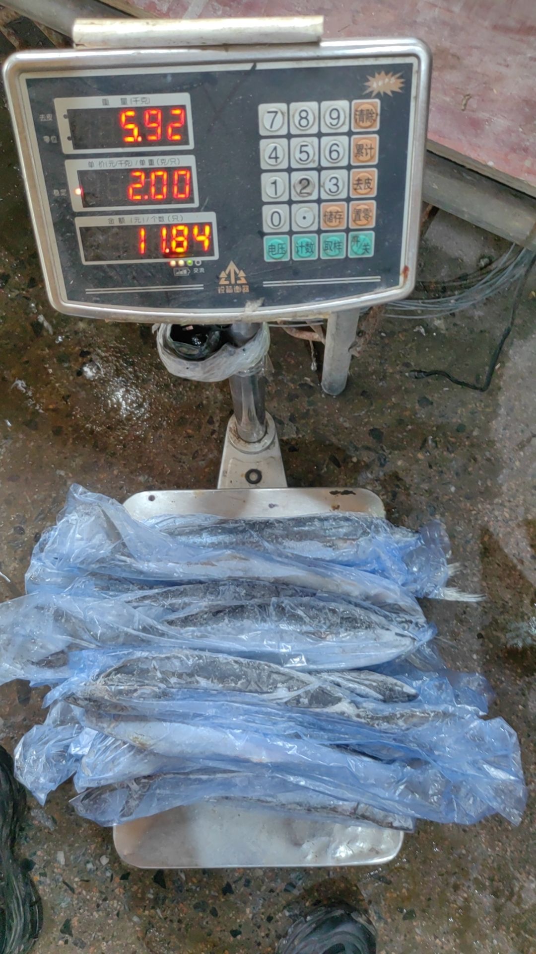 鲅鱼开售！自家船队，自家冷库！一手货源！有优势！欢迎老板洽谈