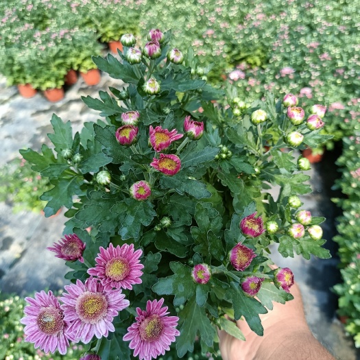 青州市多色荷兰菊 泡泡菊 基地直发 量大可优惠