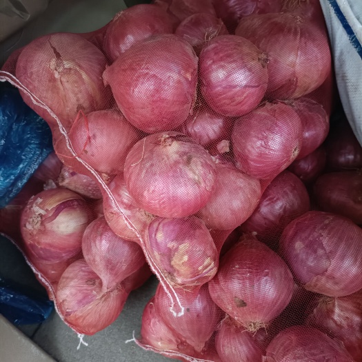 榆林红洋葱