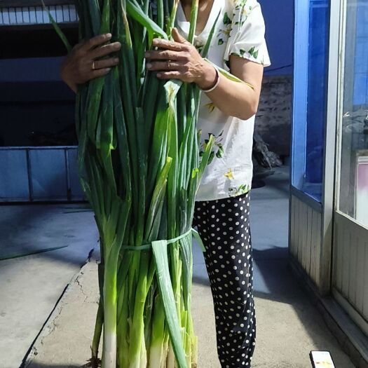 建平县笨葱，葱白60