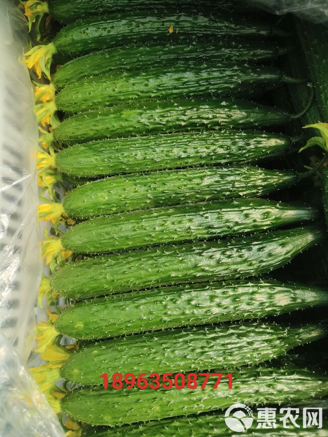 山东莘县密刺黄瓜0.6-0.8元，一二三级货齐全，常年有货