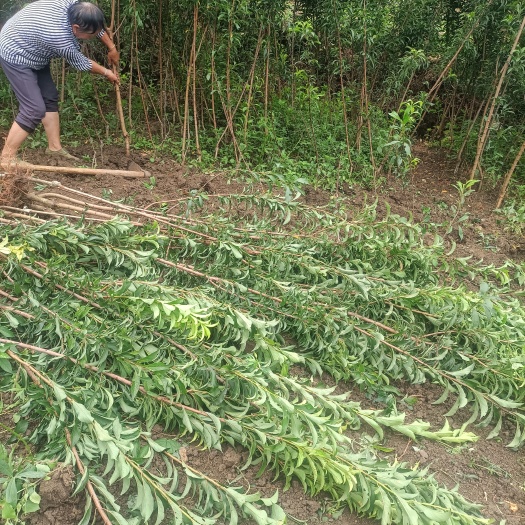 镇宁县蜂糖李苗原产地直发