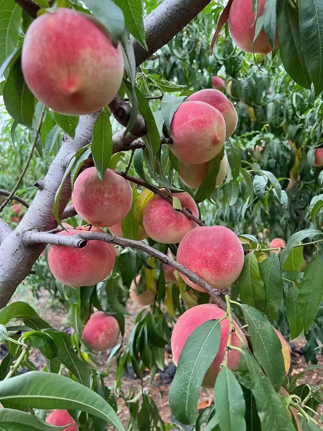 金秋红蜜桃大量上市，产地供应质量保证货源充足支持全国发货