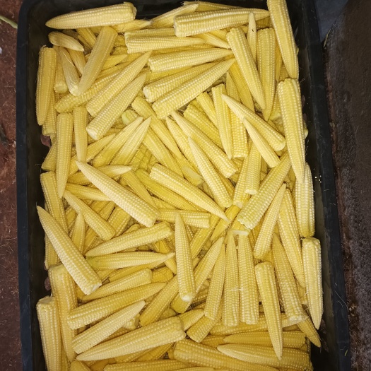 昆明常年大量出售各种规格云南玉米笋，有需要的老板联系