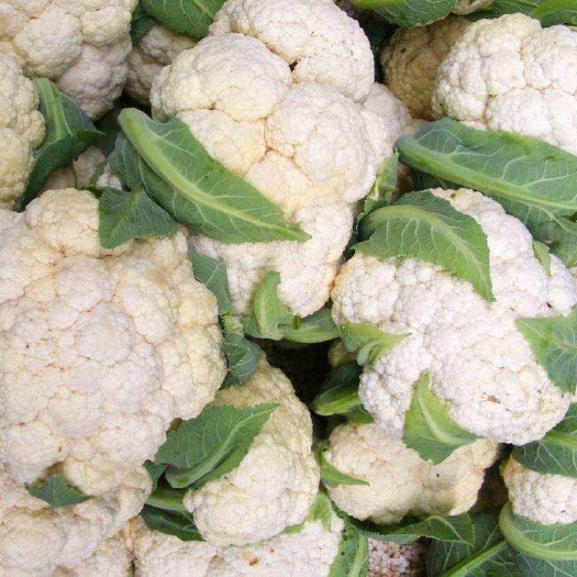 砀山县花菜 白花菜 散花菜 青硬白面 现在大量上市 欢迎各大批