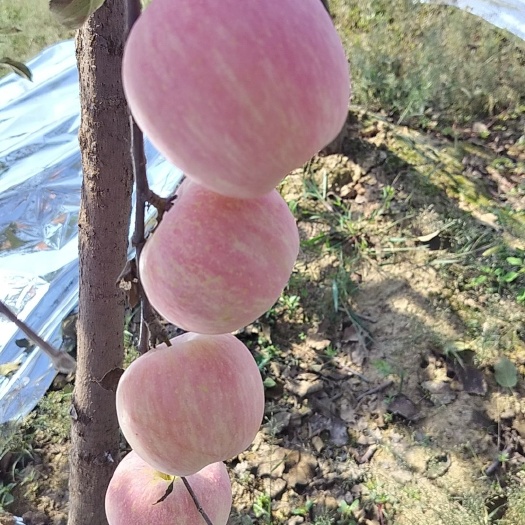 合阳县红富士苹果   红富士苹果