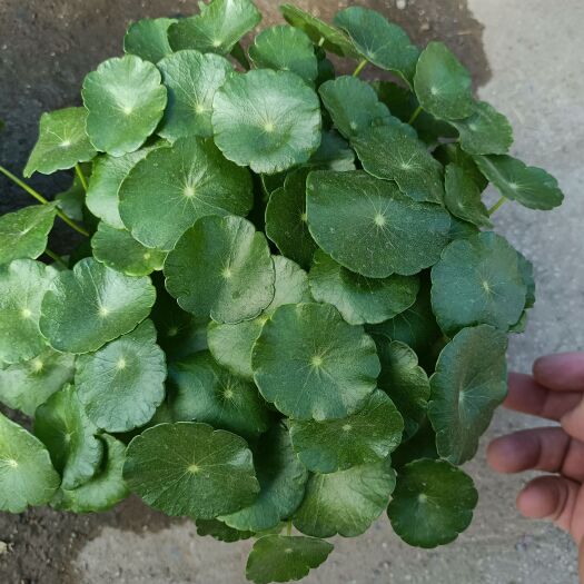 青州市铜钱草盆栽 基地直发铜钱草 量大可优惠
