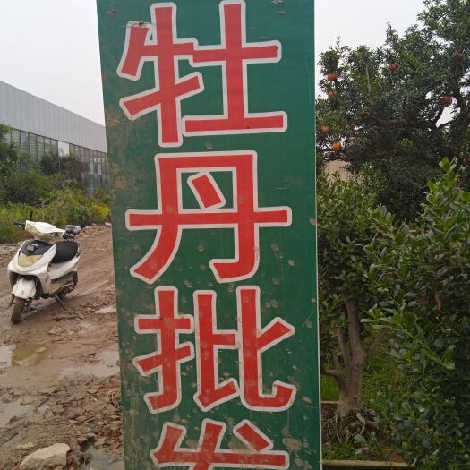 平邑县观赏牡丹 菏泽牡丹花苗大苗盆栽室内外庭院绿植观赏重瓣牡丹批发