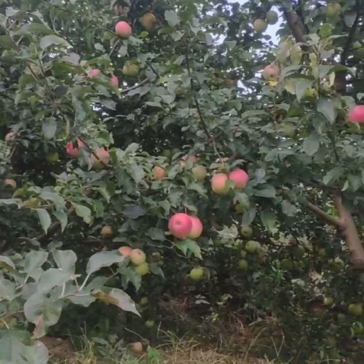 大连寒富苹果