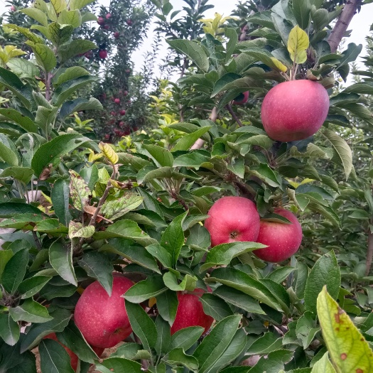 晋中山西花牛