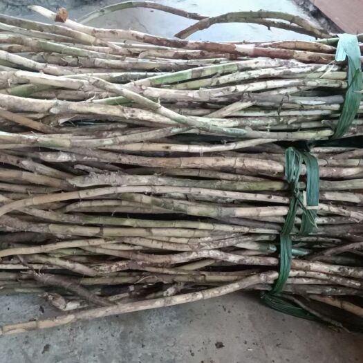 马关县春砂仁根