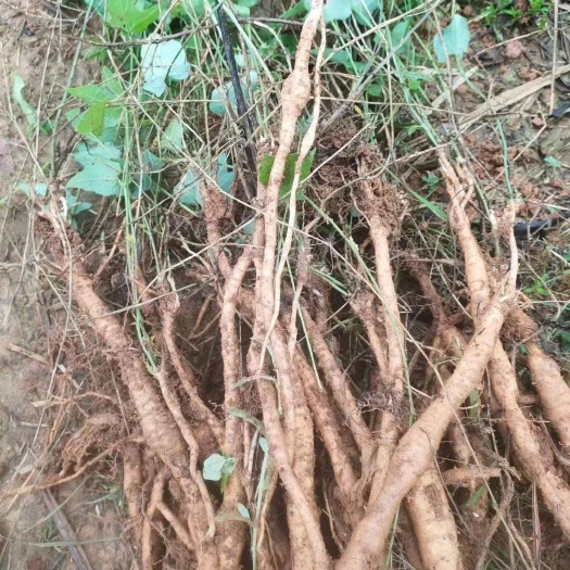 鄱阳县红参果苗