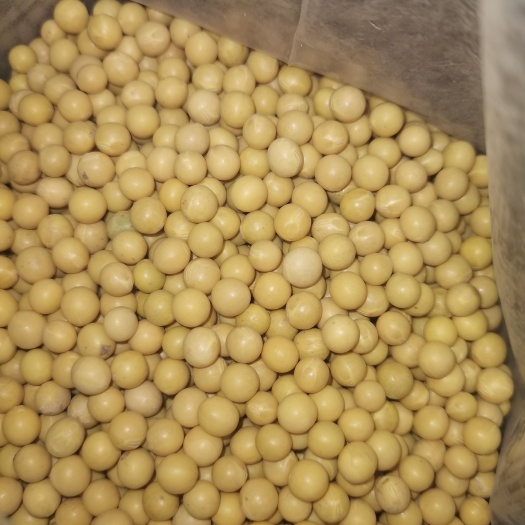 海伦市东升一中粒芽豆