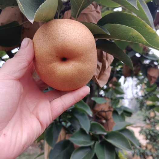 晚秋黄梨