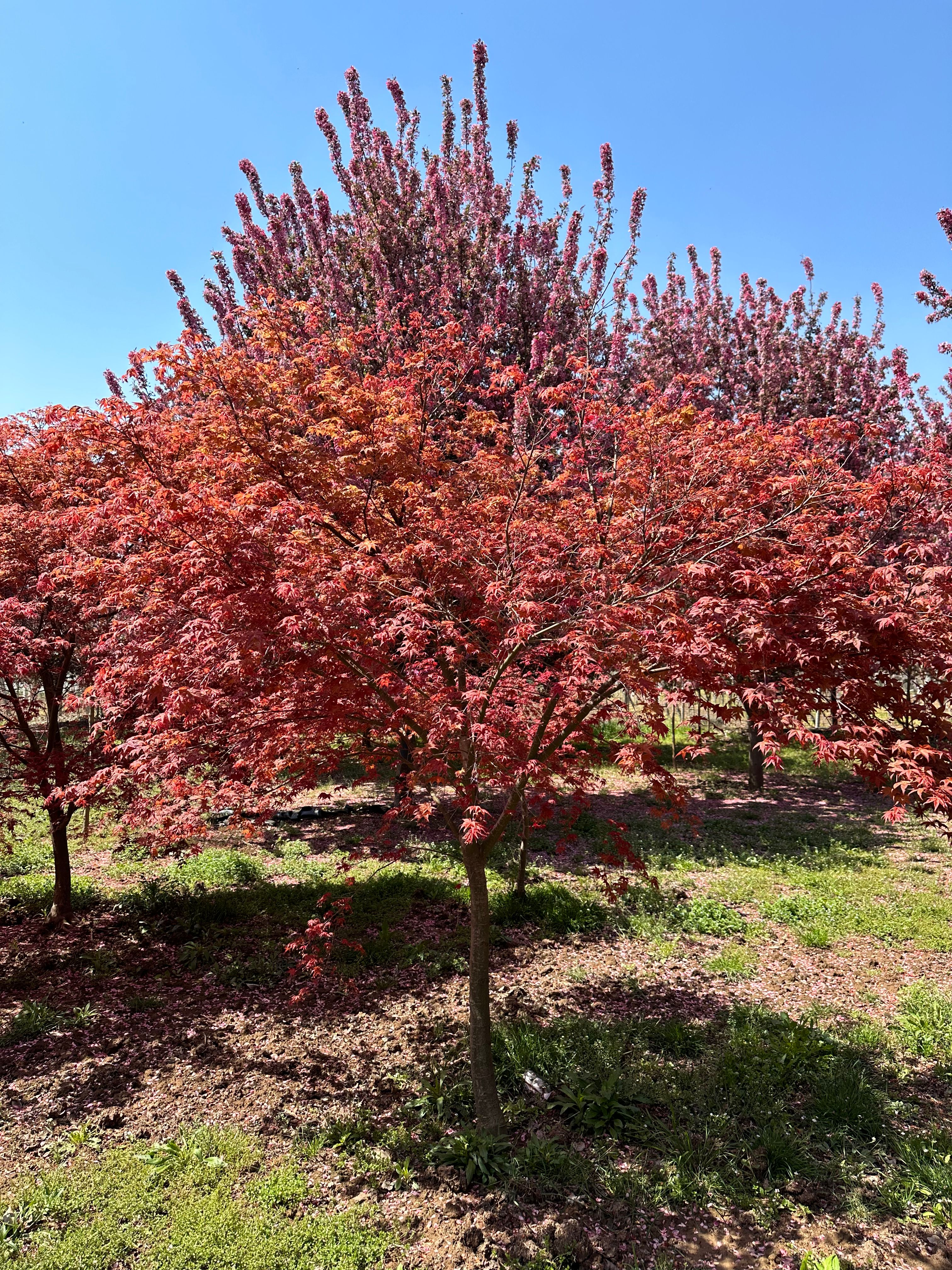 日本红枫红舞姬地径5-10公分