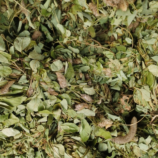 狸尾草，羊咩香大量有现货