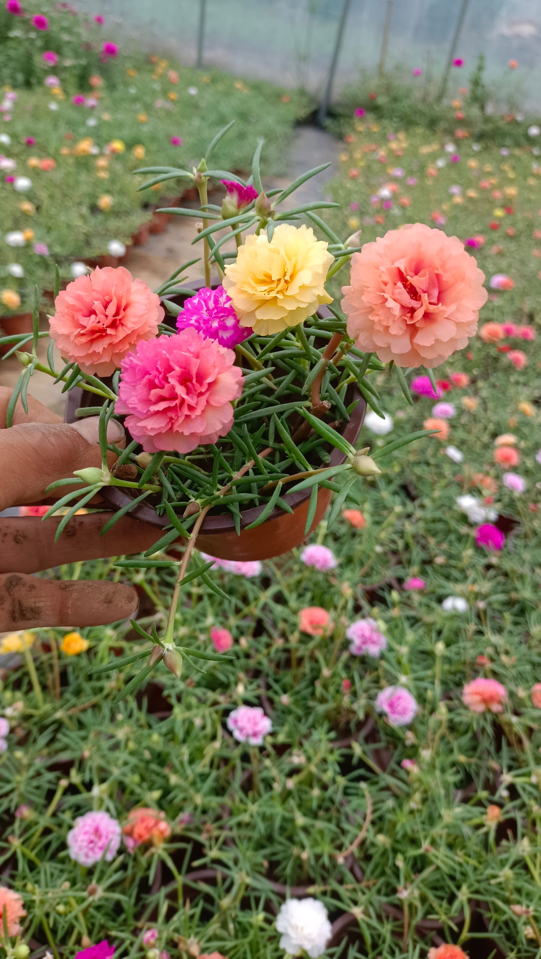 太阳花花苗重瓣混色带根带花苞盆栽绿植宿根枝条大花庭院阳台花卉