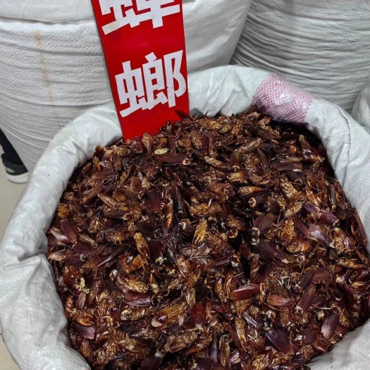亳州蟑螂干 中药材美洲大蠊 干蟑螂金龙鱼饲料蟑螂粉家用药用