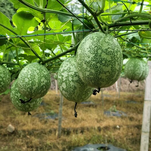兴安县广西吊瓜子种植基地产地直销全国发货欢迎来电资询