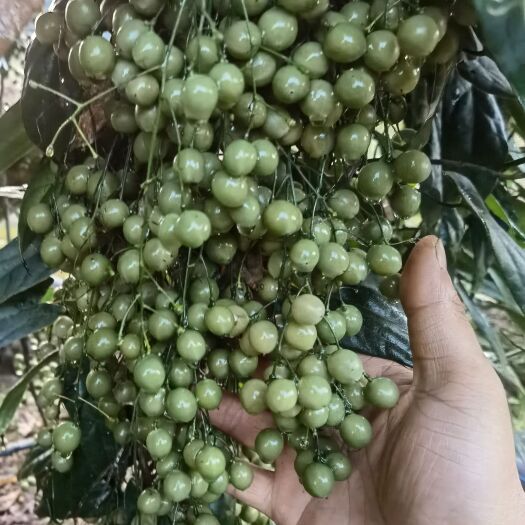 景谷县金果榄种子