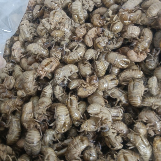 汝州市蝉蜕