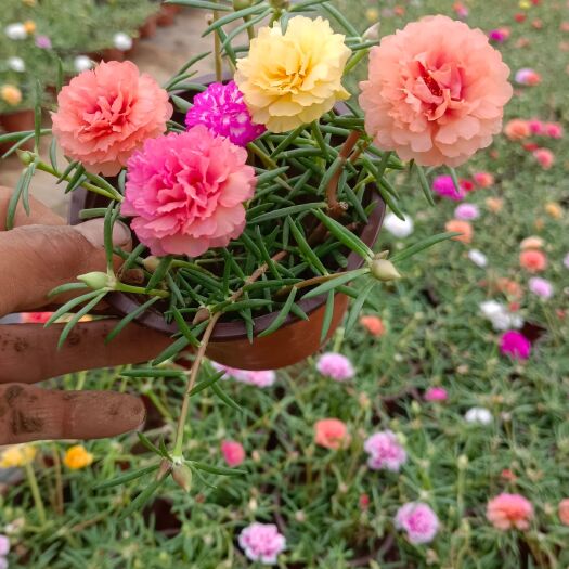太阳花花苗重瓣混色带根带花苞盆栽绿植宿根枝条大花庭院阳台花卉