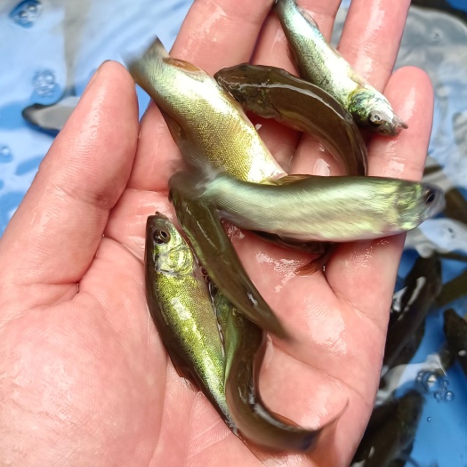 南宁优质丁桂鱼苗丁须鱼岁鱼苗规格齐全养殖简单量大从优，视频看货