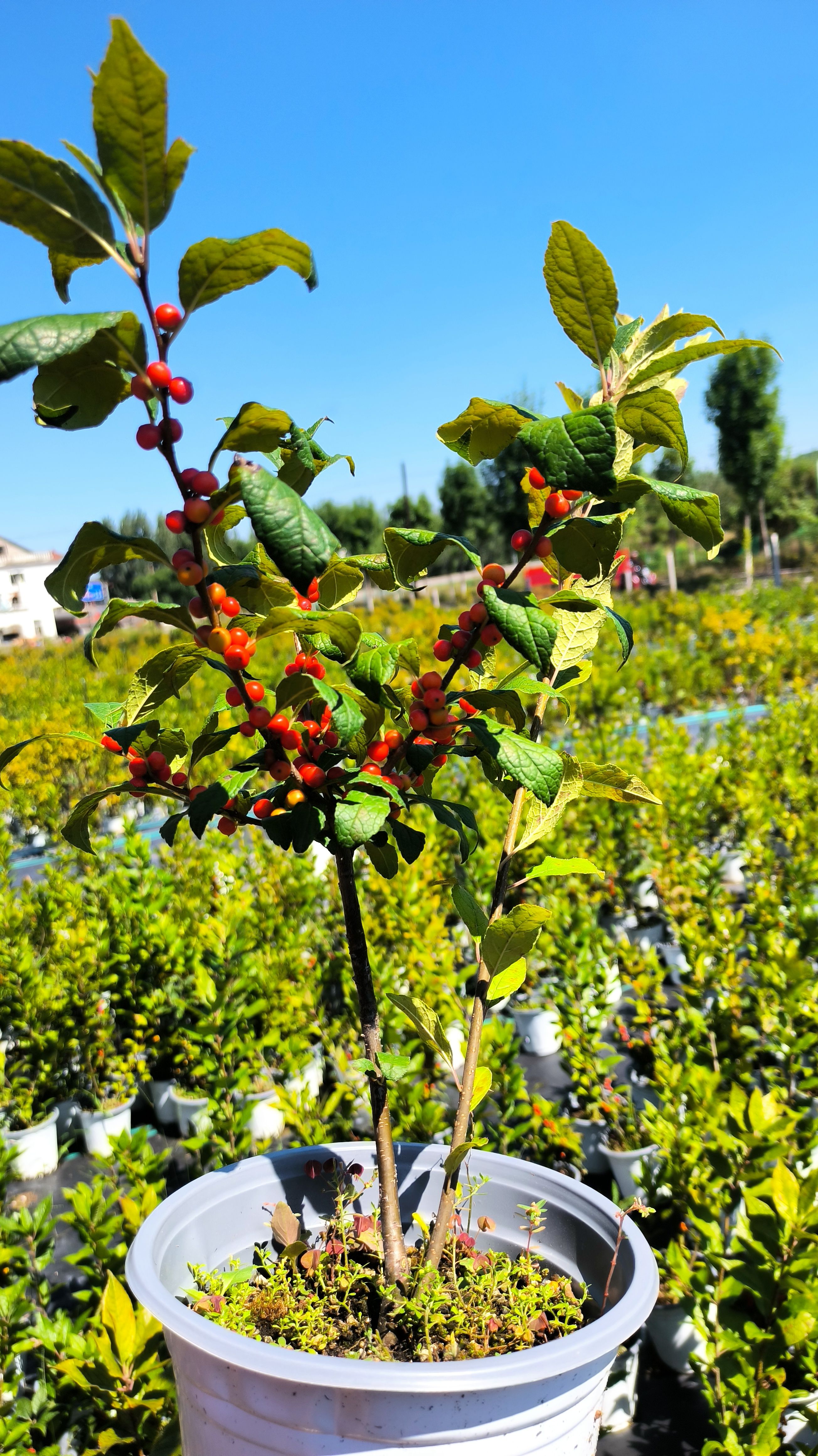 北美冬青小盆栽冬红盆栽批发