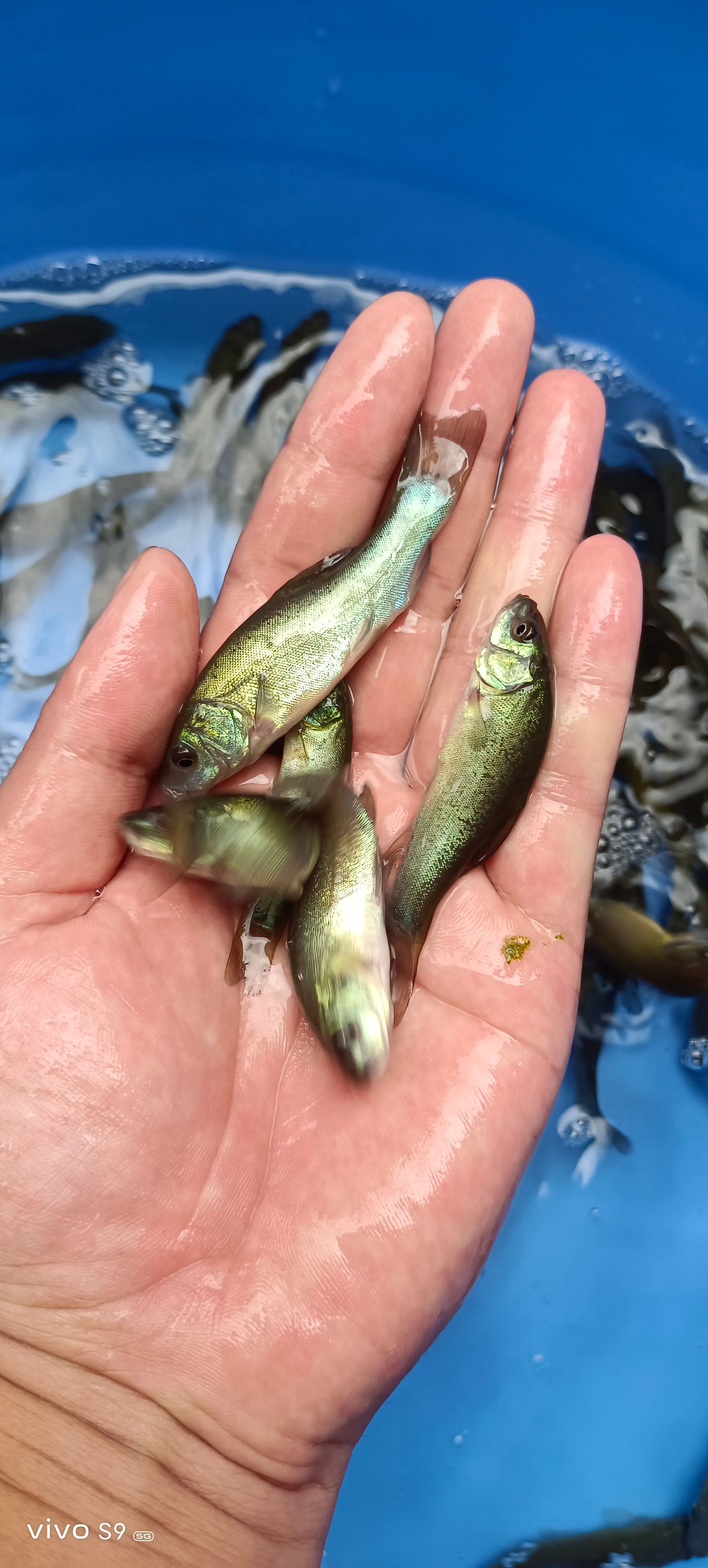 优质丁桂鱼苗丁须鱼岁鱼苗规格齐全养殖简单量大从优，视频看货