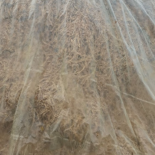 邱县主要产品花生秧颗粒