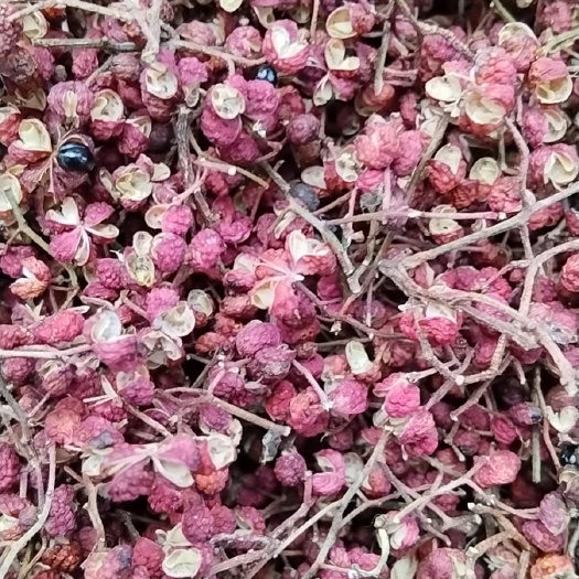 阳城县花椒，