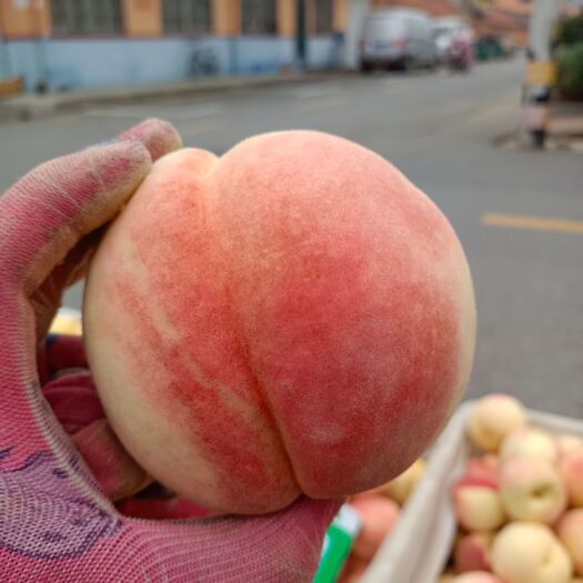 青岛黄金蜜桃
