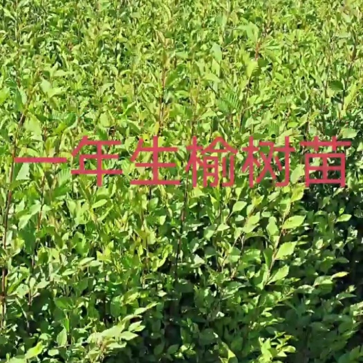 扶余市白榆苗