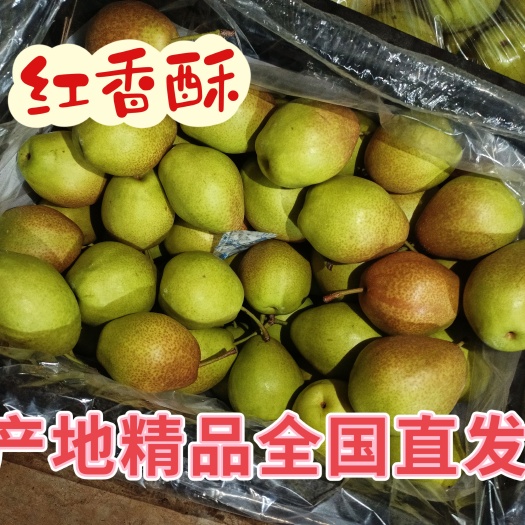 临猗县山西省临猗县红香酥梨