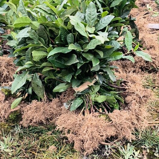 雅安茶树苗福鼎大毫