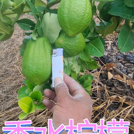 宾川县广东香水柠檬 无籽香水柠檬 大理香水柠檬